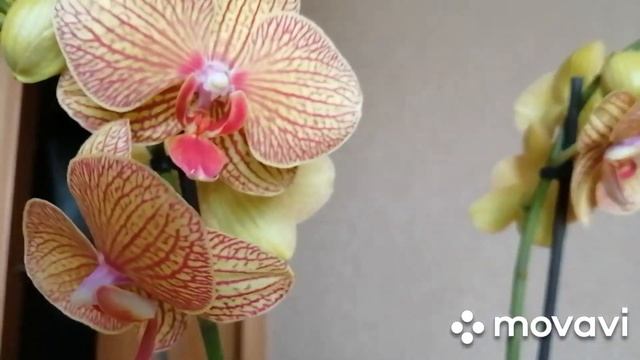 #Новая орхидея#Восстановление коллекции💐💐💐 смотреть онлайн
