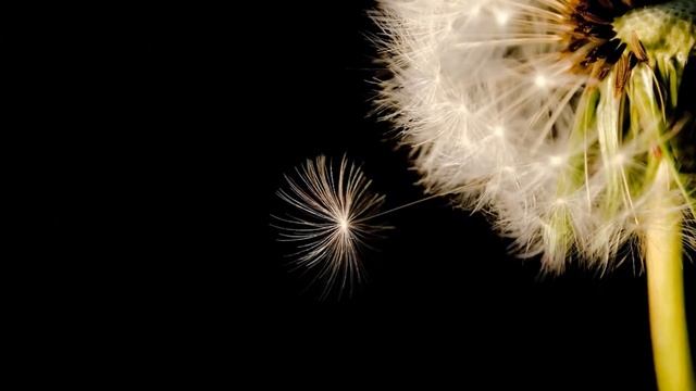 Гусарин Александр – Надежда (читает автор) смотреть онлайн