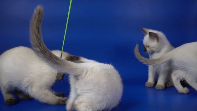 THA litter "O...Gamlet", age 2 months, thaigamlet.ru смотреть онлайн