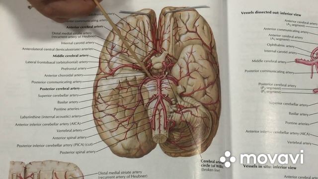 Subclavian Artery смотреть онлайн