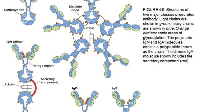 Podcast 5 - Antibody Structure and Function (Part II) смотреть онлайн