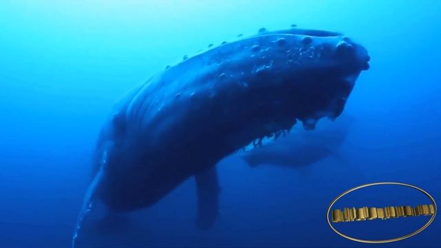 синий кит смотреть онлайн