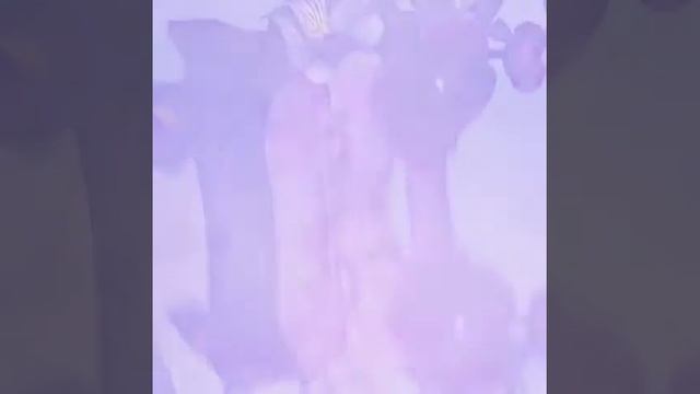 Calvin Klein Euphoria смотреть онлайн