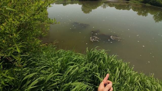 Первые дни лета Slingshot Fishing (охота с рогаткой)