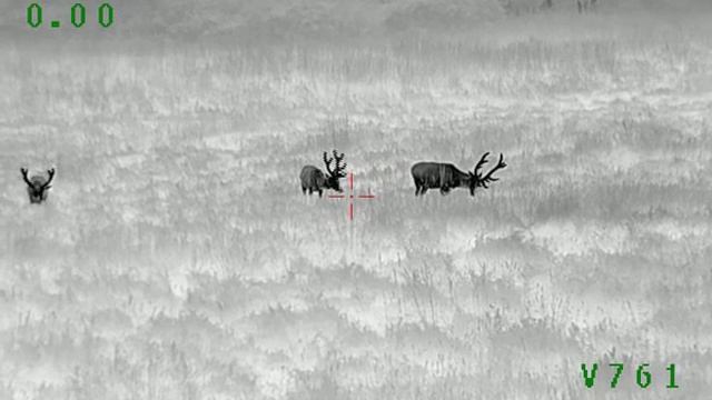 archer falcon 640x520 LRF jelen, deer, hirsch, thermal weapon sight смотреть онлайн
