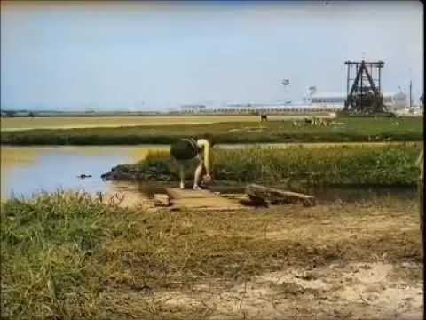 Modern Times (Charlie Chaplin) смотреть онлайн