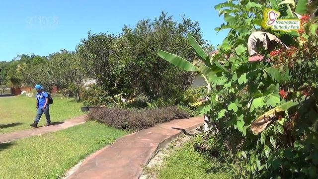 Neotropical Butterfly Park - Suriname смотреть онлайн