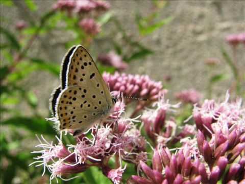 "Lycaena tityrus f.subalpinus" Eine Fotoschau von Karin und Wolfgang Schmökel. смотреть онлайн