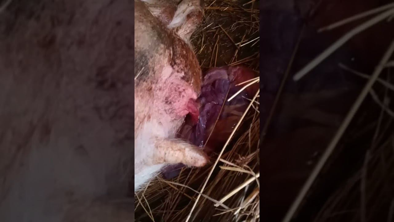 Farrowing of piglets (birth of a placenta) part 2 смотреть онлайн