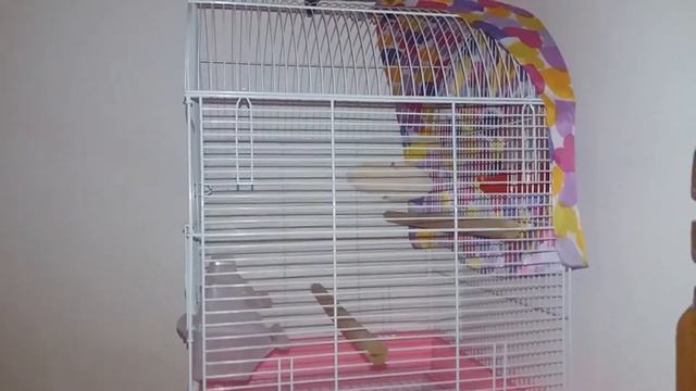 Sfaturi pentru perusi/Canalul animalelor смотреть онлайн