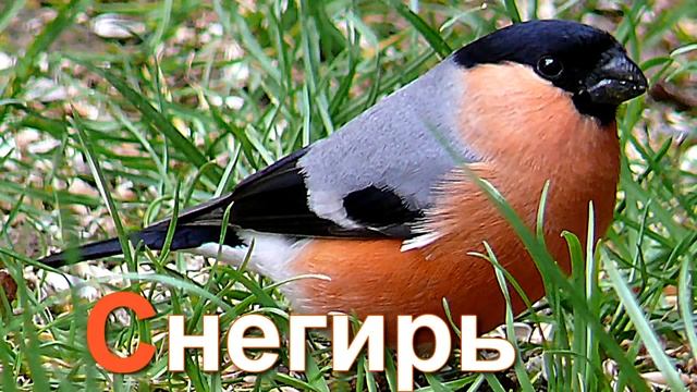 Учим АЛФАВИТ Буква С РАЗВИВАЮЩИЕ МУЛЬТФИЛЬМЫ смотреть онлайн