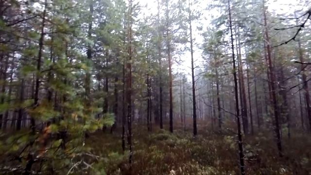 Охота на рябчика с подхода! смотреть онлайн