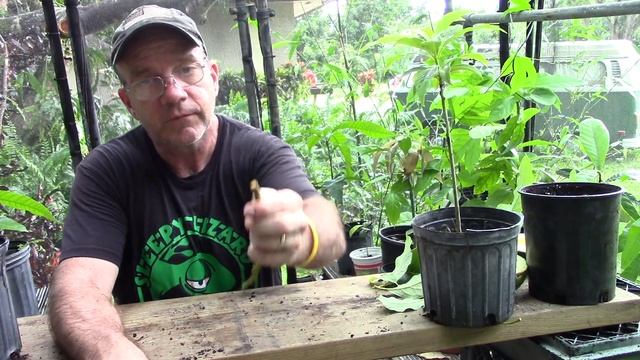 The Complete Guide to Growing Avocados смотреть онлайн