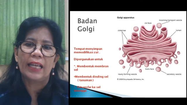 XI MIPA - BIOLOGI - 1.STRUKTUR DAN FUNGSI SEL 1 смотреть онлайн