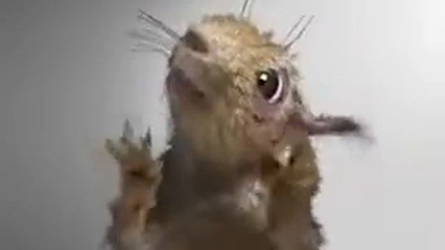 kudyapliki.240.mp4 смотреть онлайн