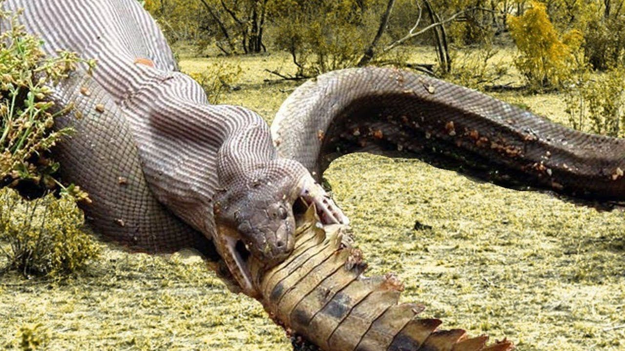 🔴😱Breathtaking moment of viper attacking prey::power and seductive movements of this predator✔ смотреть онлайн