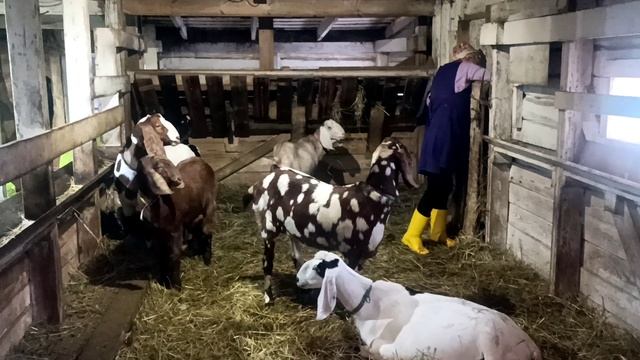 НА БЕЛОЙ КОЗЕ ПОПОЛНЕНИЕ смотреть онлайн