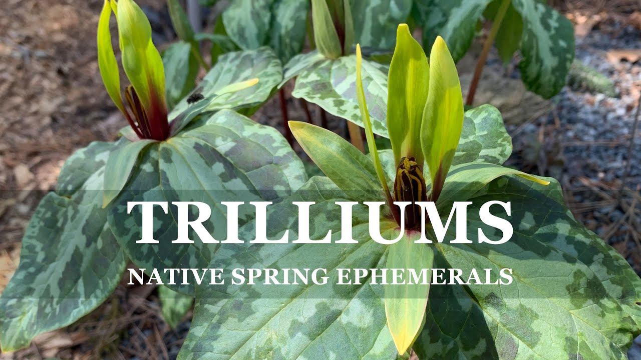 Southeast Trilliums with Zac Hill (Juniper Level Botanic Garden plant collection) смотреть онлайн