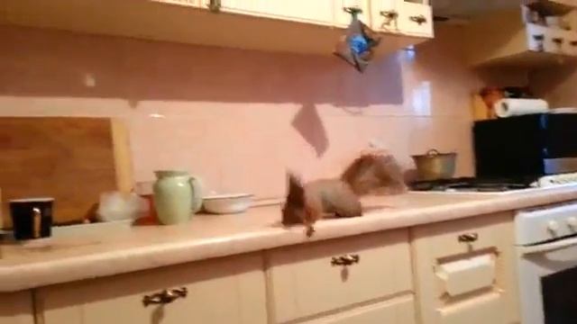 ПРИКОЛЬНАЯ ДОМАШНЯЯ БЕЛКА смотреть онлайн