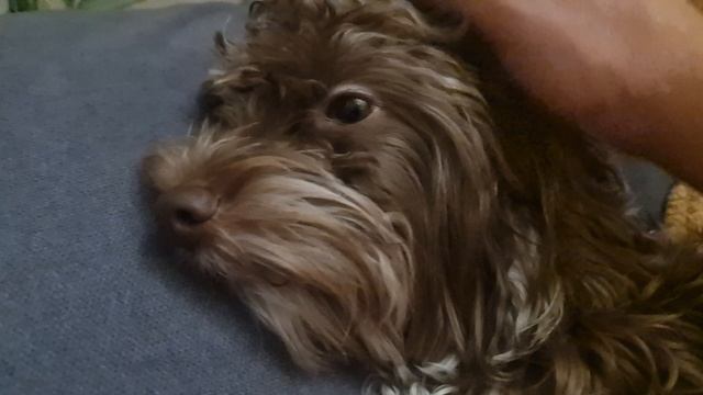 Мальчик Чубчик Мальтипу