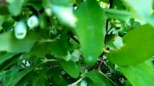 жимолость - начало созревания ягод.