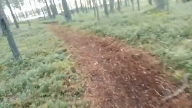 Кино-картина "Глубь Леса" смотреть онлайн