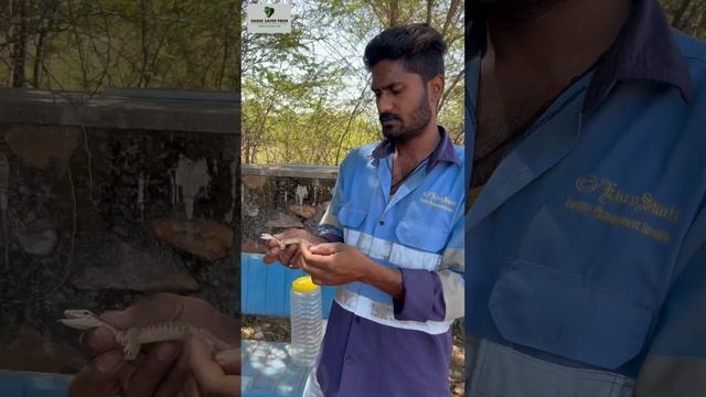 🦎Savannah monitor lizard🦎 #snakecatcher #shortsvideo #monitorlizard #India#rajasthan #animals#hzl смотреть онлайн
