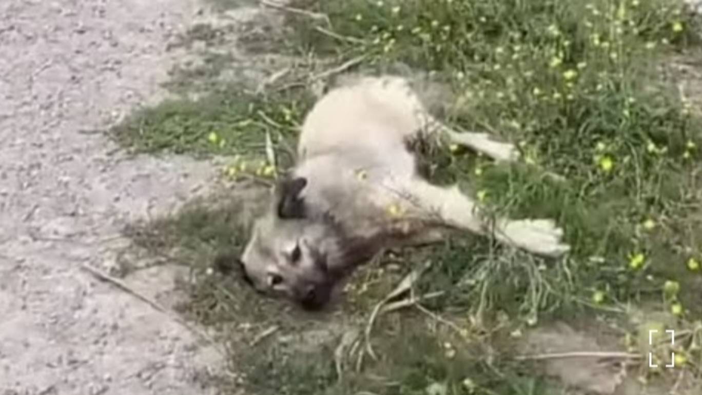 Их нашли лежащими на земле когда они были уже на грани