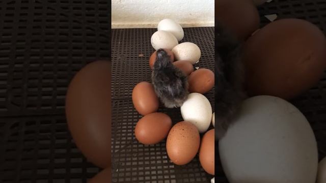 Вылуп цыплят марана черно медного смотреть онлайн