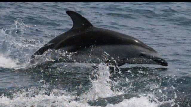 Fabien Cousteau with Mundo Azul and Nature Expeditions in Peru смотреть онлайн