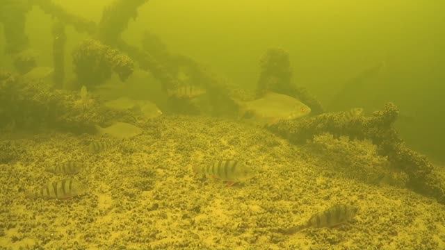 Плотва, Окунь горбач в жестком коряжнике. Смотрю мультики.А там такое! смотреть онлайн