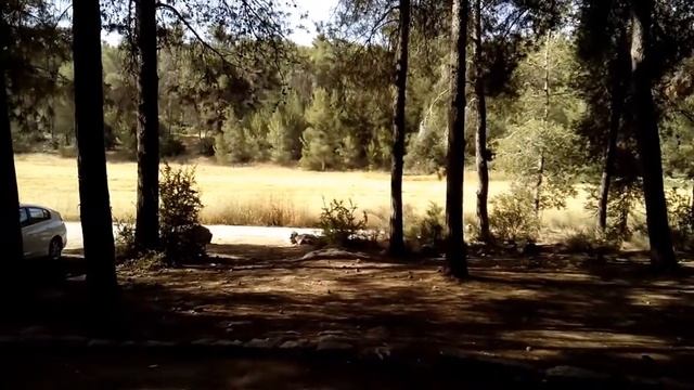 Зарядка позитивной энергией в лесу! смотреть онлайн