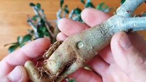 Простой способ как нарастить большой каудекс на адениумах.