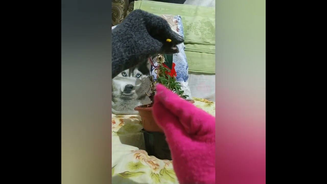 ВОРОНА И ЛИСИЦА смотреть онлайн