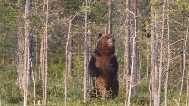 Pertarungan Binatang & Hewan Buas Di Alam Liar! Takdir Membuat Mereka Bermusuhan