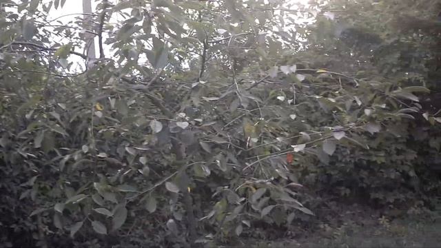 симбиоз персика и вишни смотреть онлайн