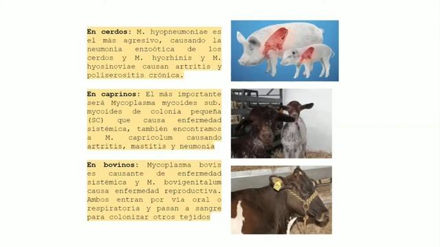 Mycoplasma