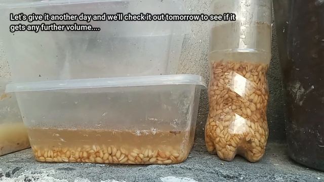 How to ferment grains and double the volume смотреть онлайн