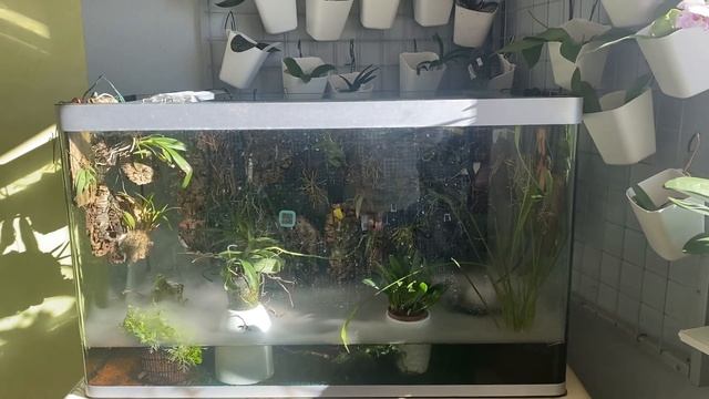 Orchidarium#Перетворюемо аквариуміум на орхідаріум🇺🇦 смотреть онлайн
