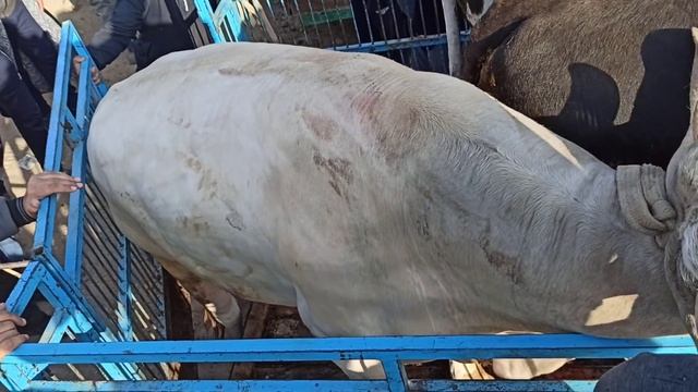 62 MILLYON BULDI BUQAMIZ SHURCHI MOL BOZORIDA смотреть онлайн