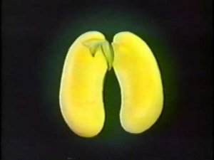 Строение семян