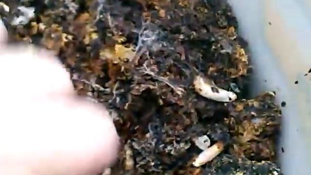 Восковая моль видео. Разведение восковой моли.
