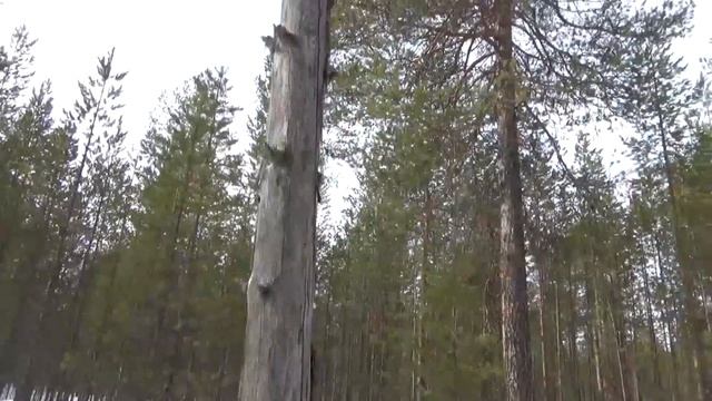 Что вместо рябчиков можно найти в мартовской тайге смотреть онлайн