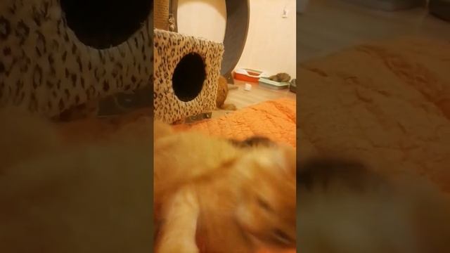 Игры курильских бобтейлов смотреть онлайн