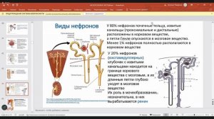 [3] лекция по анатомии (мочеполовая система) 23.03