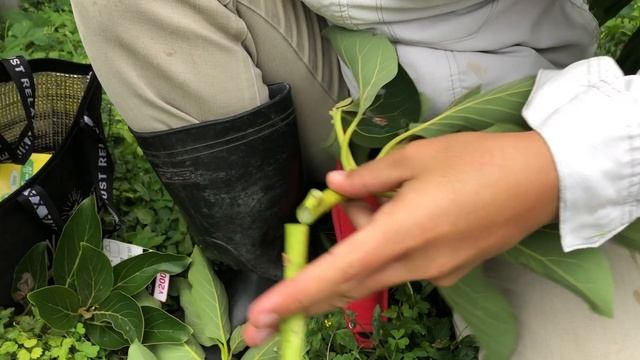 【誰もやってない接木】とにかく形成層をたくさん合わせる接ぎ木！ смотреть онлайн