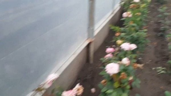 Роза Вестминстерское аббатство(Westminster Abbey)