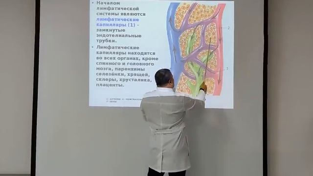Лимфатическая система. Шлаки. смотреть онлайн