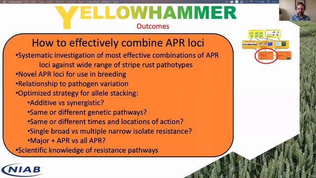 Keith Gardner Yellowhammer: A multi-locus strategy for durable resistance to wheat yellow rust смотреть онлайн