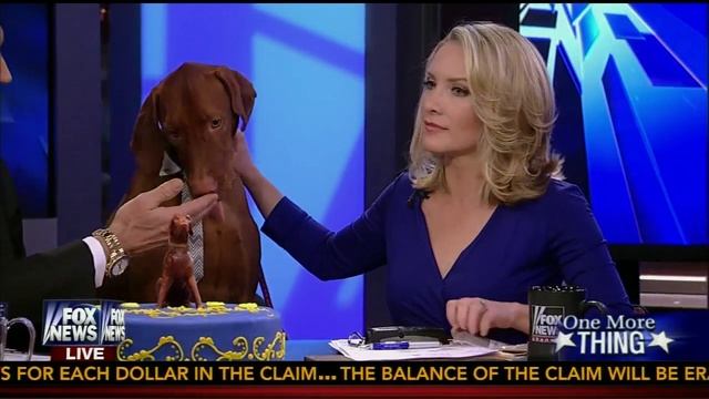 Jasper the Dog Really Wants His Cake смотреть онлайн